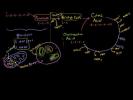 Krebs / Citric Acid Cycle